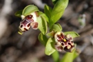 Ophrys umbilicata